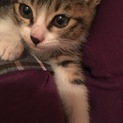 1.5ヶ月位の甘えん坊キジトラちゃん
