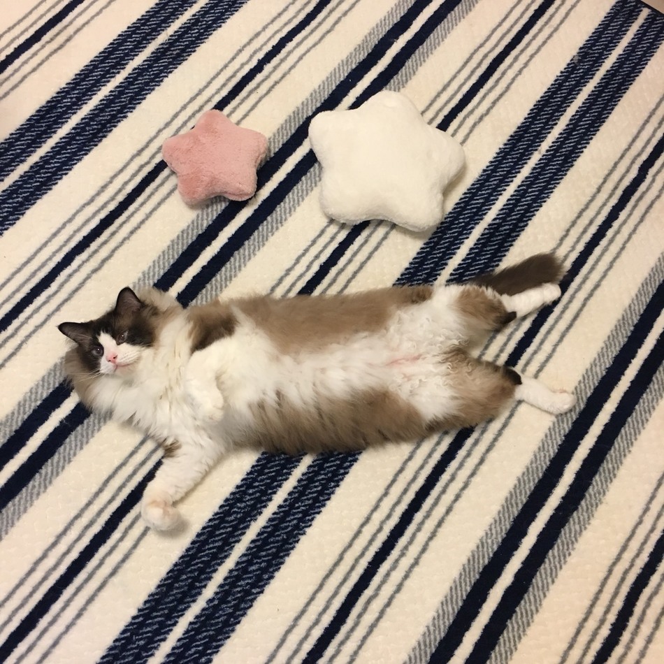 こてのカバー写真