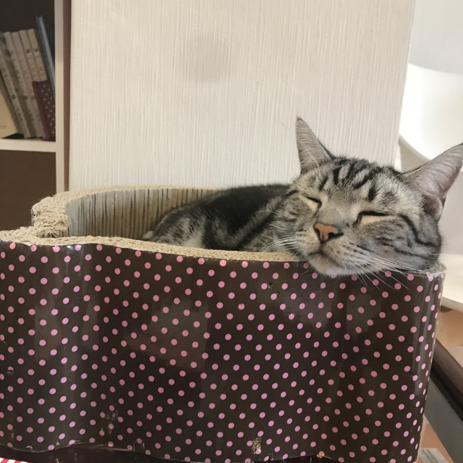 ぎんのカバー写真