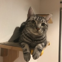 ぎん