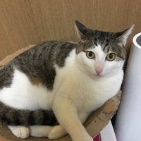 しましま