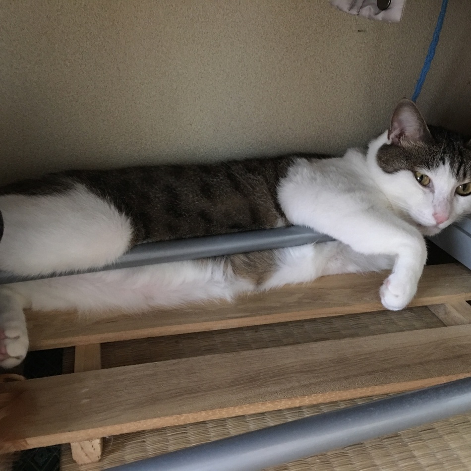 しましまのカバー写真