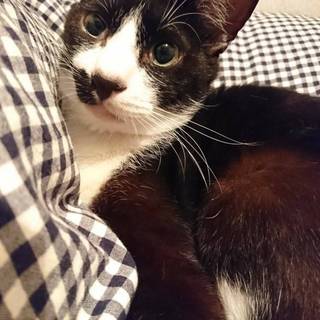 抱っこも大好き！優しい優しいゴン太君約6歳