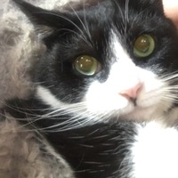 ふにゃまる