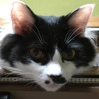 もふまる