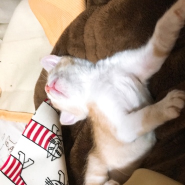 ちゃちゃまるの写真