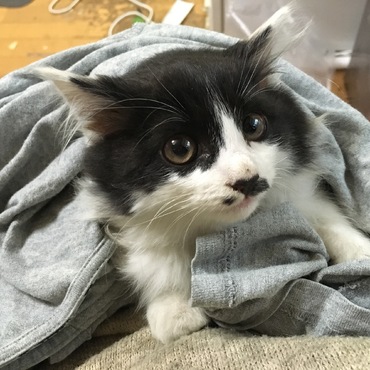 もふまるの写真