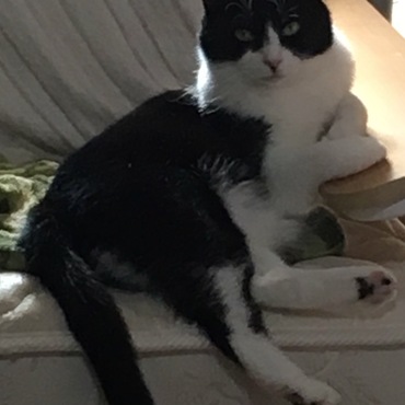 ふにゃまるの写真