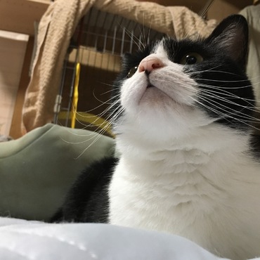 ふにゃまるの写真