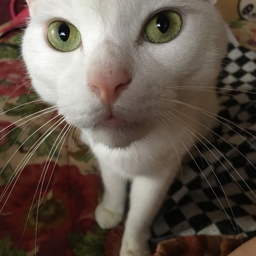 もこまるの写真