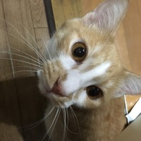ちゃちゃまる