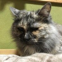 もにゃまる
