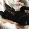 23号線の子猫
