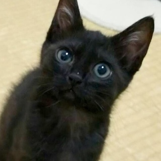 クリクリお目々のよもぎちゃん…2ヶ月半
