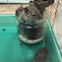 生後3ヶ月のブルーです。