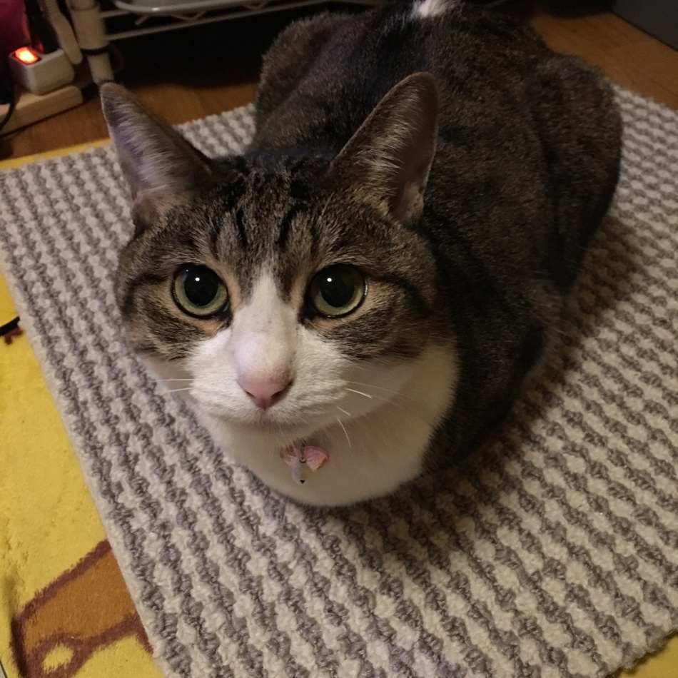ちぃのカバー写真