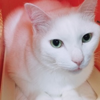 もこまる