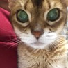 にゃんこでらっくす