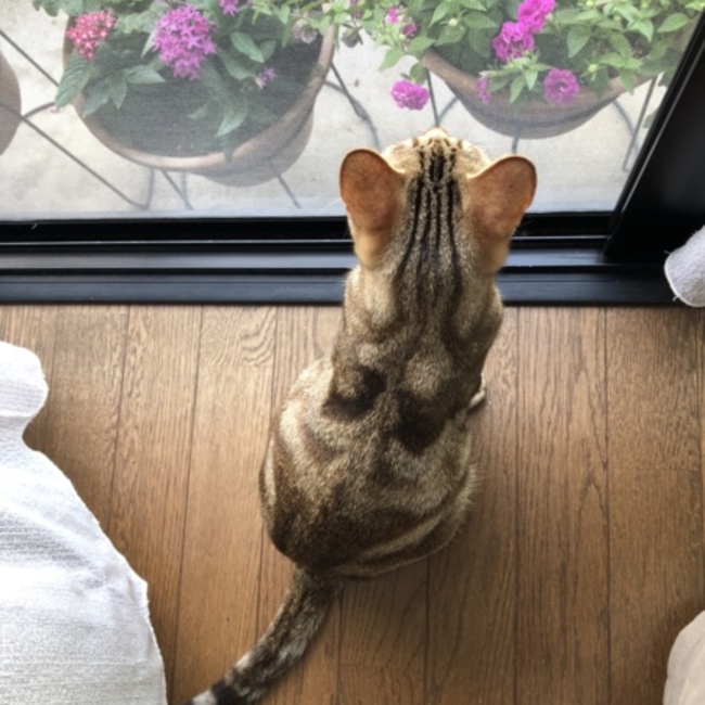 にゃんこでらっくすのカバー写真