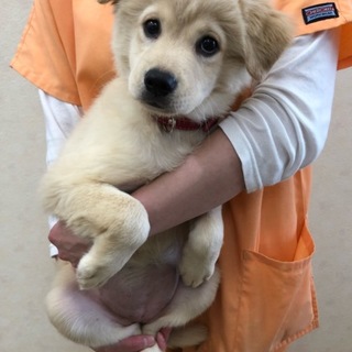ヘソ天のミレイちゃん一旦募集終了