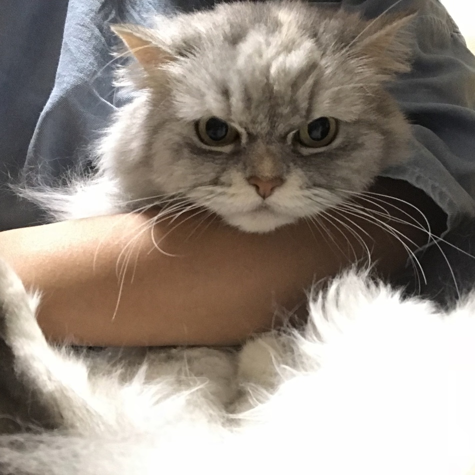 アナのカバー写真