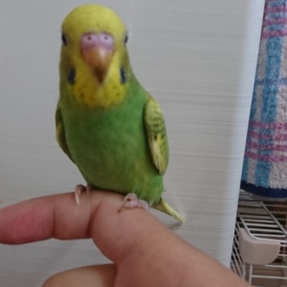 セキセイインコ 幼鳥