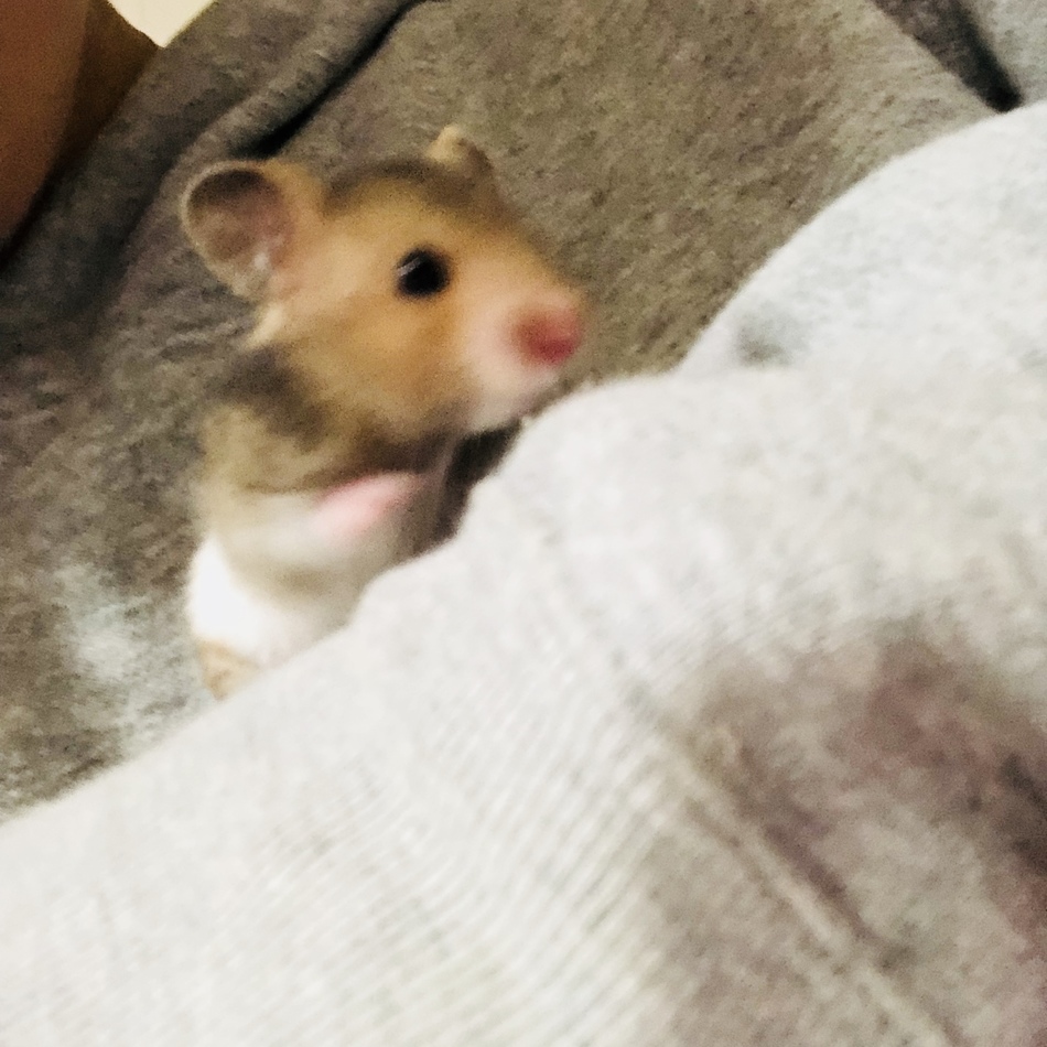 やさい/たれ/あぶらのカバー写真