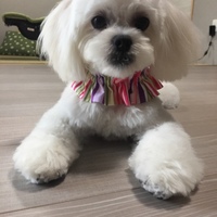 しろみ