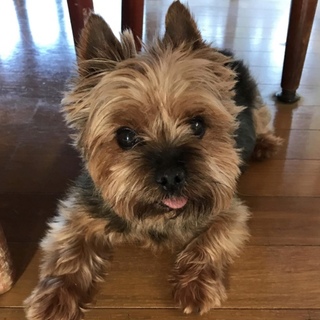 ヨーキーです(^^)