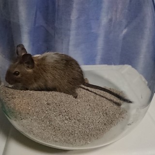 デグー（性別不明）
