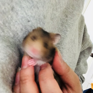 ブレにブレまくる やさい