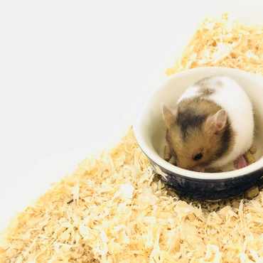 食べることに必死で構ってくれない たれ