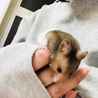 わんぱく 噛みっ子の あぶら
