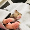 あばあばさん