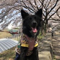 キィルシェ