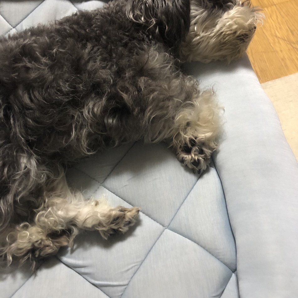 ハニーのカバー写真