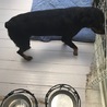 里親募集。　お願いします。 サムネイル4