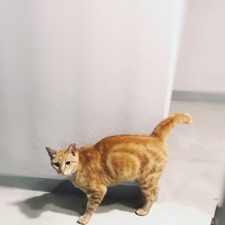 餌場を追いやられたアメショー里親募集！