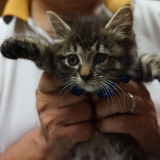 長毛ほわほわちゃん、人慣れ完璧、医療・しつけ済