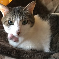 モフ