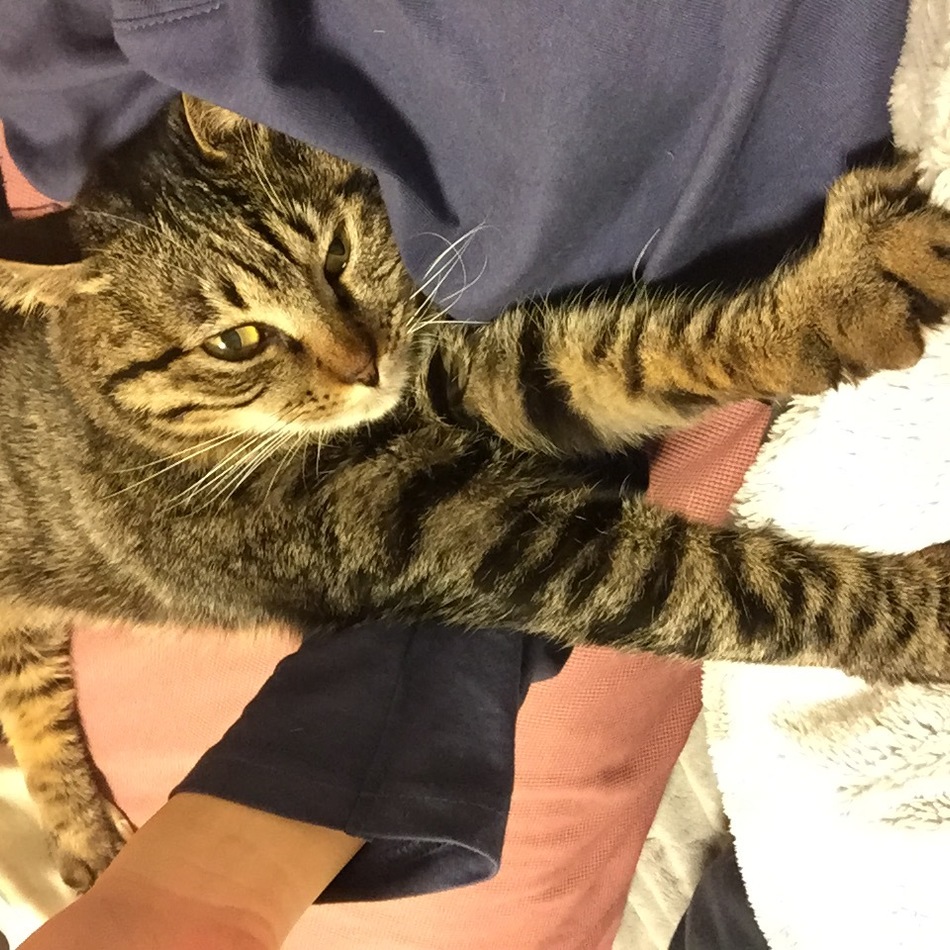 まるのカバー写真