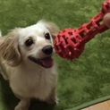 良縁に恵まれず再掲載。ミックス犬3歳。