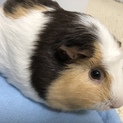 モルモットの里親を募集しています！