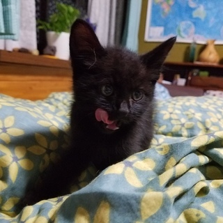 全身真っ黒の子猫里親募集