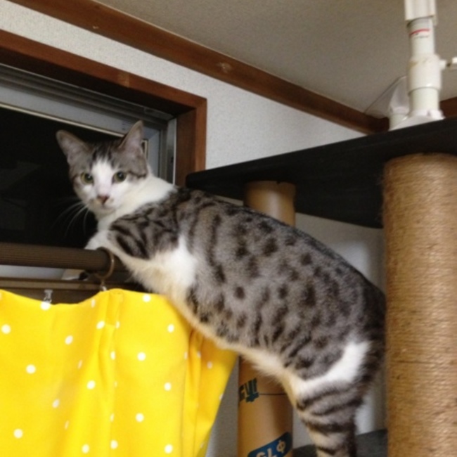 しま猫しまのカバー写真