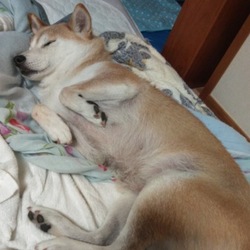 初のヘソ見せ〜(ㆁωㆁ*)