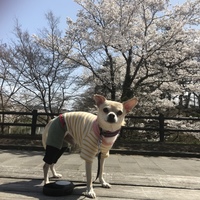 リリー