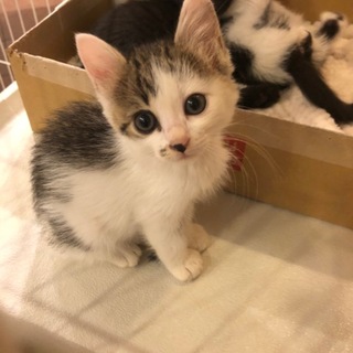 ふわふわ３兄弟