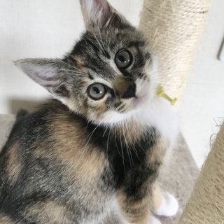 おっとりした性格のぼたん❣️