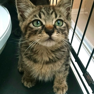 【おうち決定☆】　キジトラ男の子②